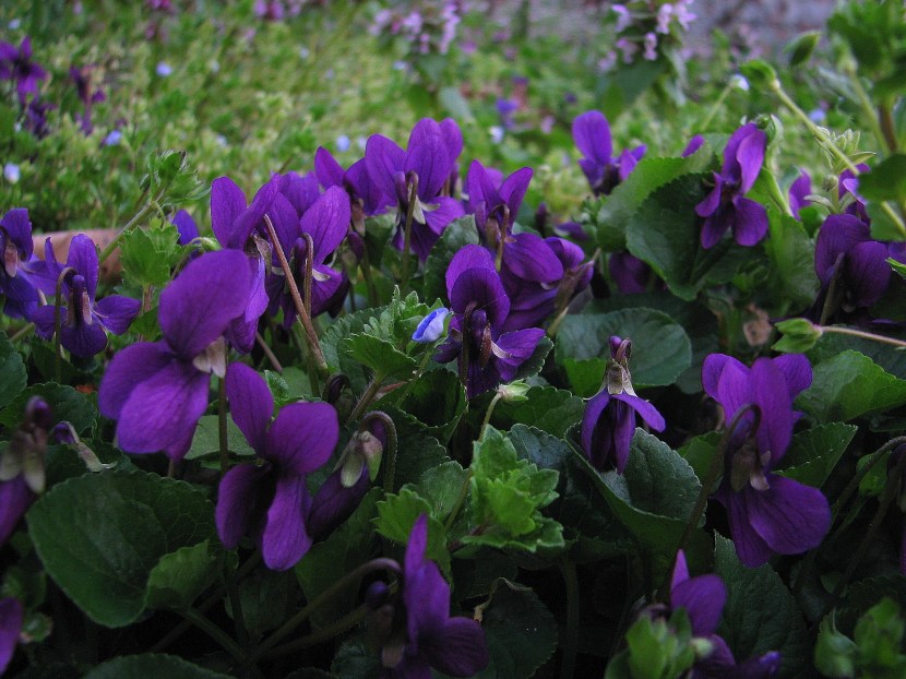 Viola Odorata Mammola Parma